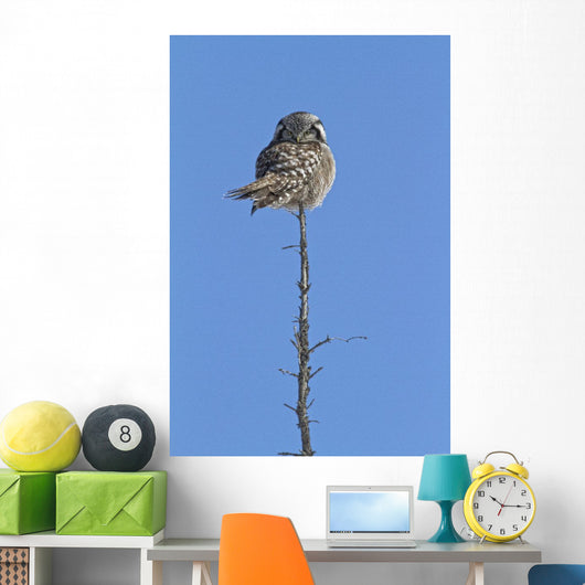 Northern Boreal Owl Wall Mural