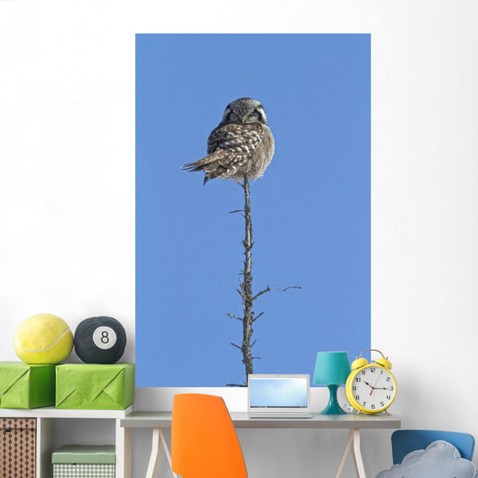 Northern Boreal Owl Wall Mural