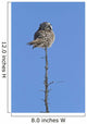 Northern Boreal Owl Wall Mural