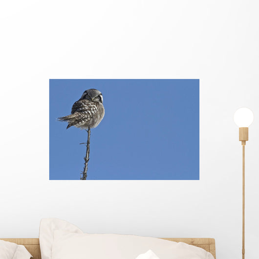Northern Boreal Owl Wall Mural