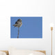 Northern Boreal Owl Wall Mural