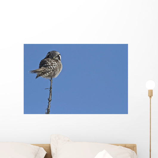 Northern Boreal Owl Wall Mural