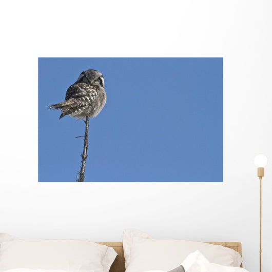 Northern Boreal Owl Wall Mural