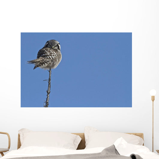 Northern Boreal Owl Wall Mural