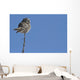 Northern Boreal Owl Wall Mural