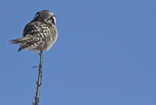 Northern Boreal Owl Wall Mural