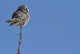 Northern Boreal Owl Wall Mural