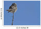Northern Boreal Owl Wall Mural