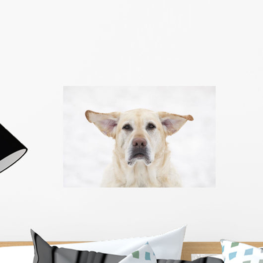 Yellow Labrador Retriever Dog With Raised Ears On A Windy Day Wall Mural