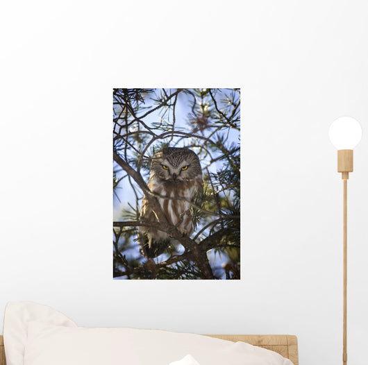 Saw Whet Owl Wall Mural