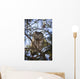 Saw Whet Owl Wall Mural