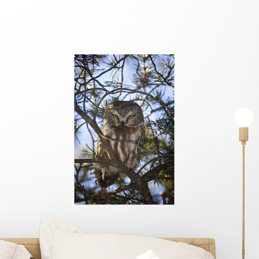 Saw Whet Owl Wall Mural