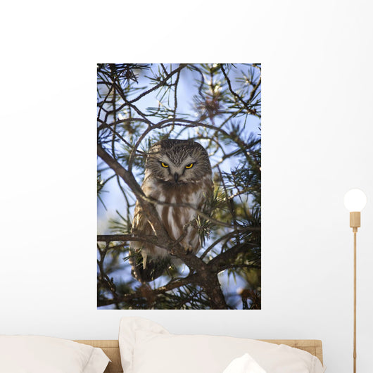 Saw Whet Owl Wall Mural