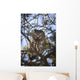 Saw Whet Owl Wall Mural