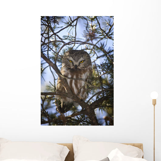 Saw Whet Owl Wall Mural