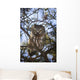 Saw Whet Owl Wall Mural