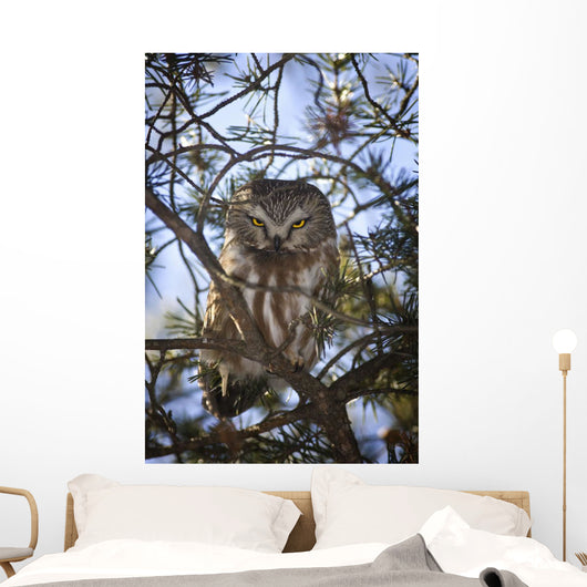 Saw Whet Owl Wall Mural