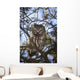 Saw Whet Owl Wall Mural