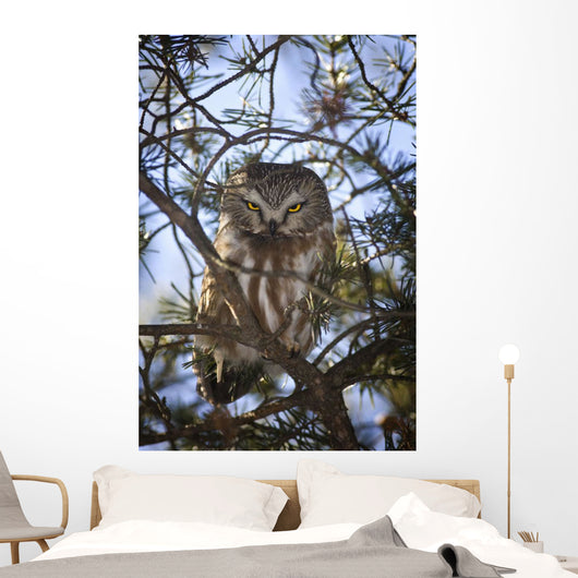 Saw Whet Owl Wall Mural