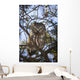 Saw Whet Owl Wall Mural