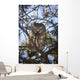 Saw Whet Owl Wall Mural