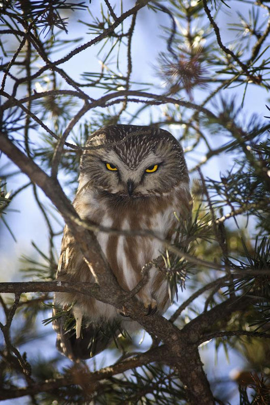 Saw Whet Owl Wall Mural