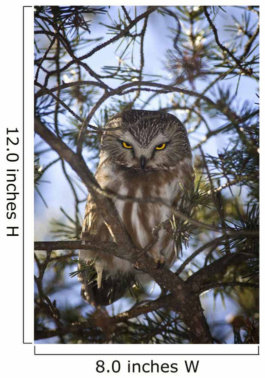 Saw Whet Owl Wall Mural