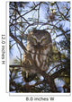 Saw Whet Owl Wall Mural