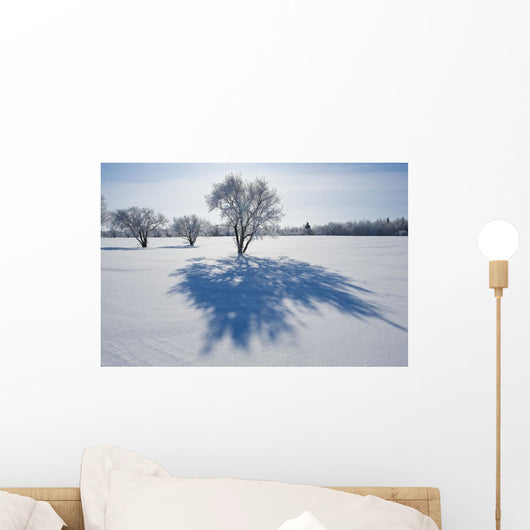 Field With Frost Covered Trees Wall Mural