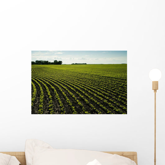 Early Growth Soybean Field Near Lorette, Manitoba, Canada Wall Mural