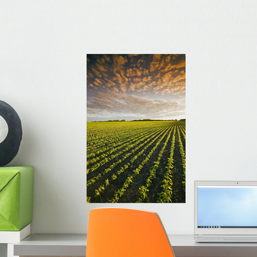 Early Growth Soybean Field Near Lorette, Manitoba, Canada Wall Mural