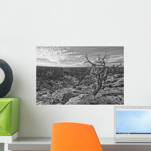 Black And White Image Of Tree On The Rim On Canyon De Chelley, Arizona Wall Mural