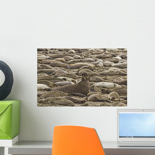 Male Elephant Seal Barking Amidst Females Wall Mural