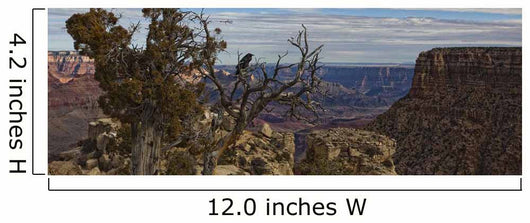 Raven Sitting On Tree On The South Rim Of The Grand Canyon, Arizona Wall Mural