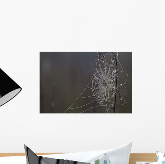 Spider Web Covered In Dew Drops, Florida Wall Mural