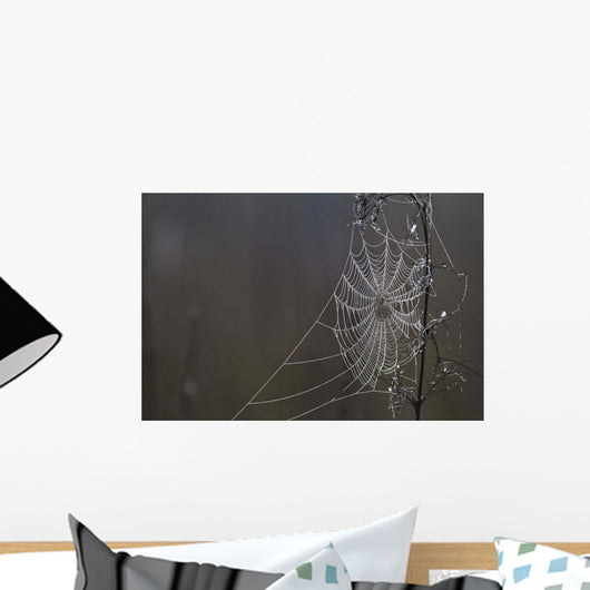 Spider Web Covered In Dew Drops, Florida Wall Mural