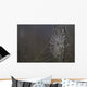 Spider Web Covered In Dew Drops, Florida Wall Mural