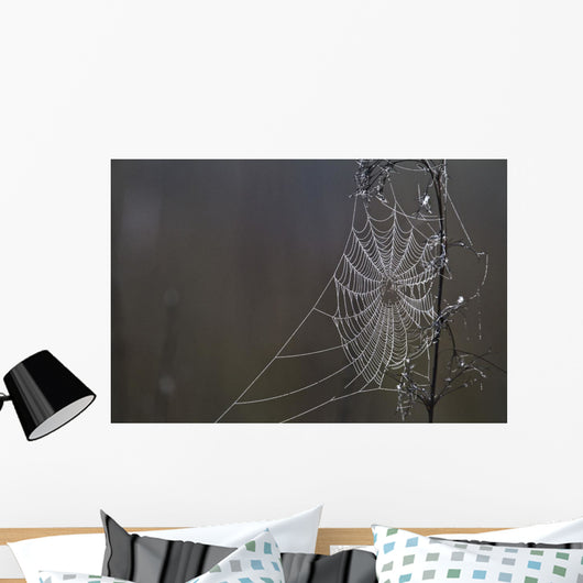 Spider Web Covered In Dew Drops, Florida Wall Mural