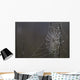 Spider Web Covered In Dew Drops, Florida Wall Mural
