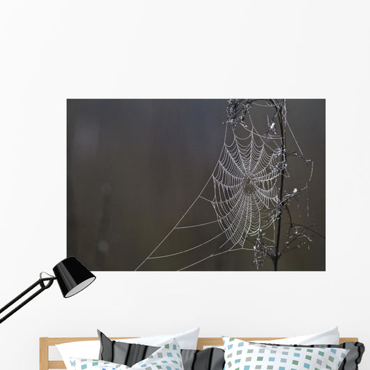 Spider Web Covered In Dew Drops, Florida Wall Mural