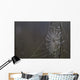 Spider Web Covered In Dew Drops, Florida Wall Mural