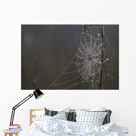 Spider Web Covered In Dew Drops, Florida Wall Mural