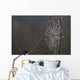 Spider Web Covered In Dew Drops, Florida Wall Mural