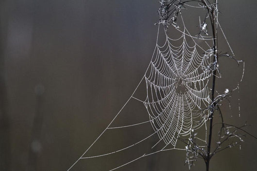 Spider Web Covered In Dew Drops, Florida Wall Mural