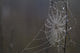 Spider Web Covered In Dew Drops, Florida Wall Mural