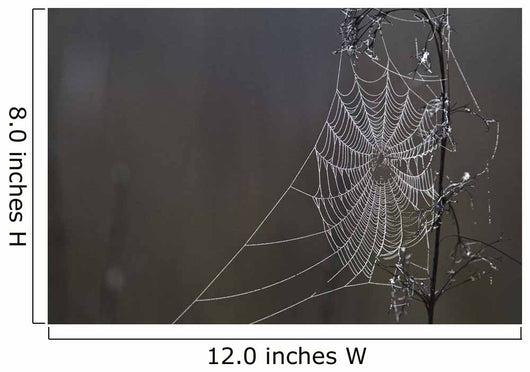 Spider Web Covered In Dew Drops, Florida Wall Mural