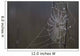 Spider Web Covered In Dew Drops, Florida Wall Mural