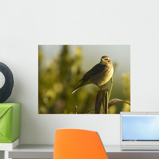 Palm Warbler, Everglades National Park, Florida Wall Mural