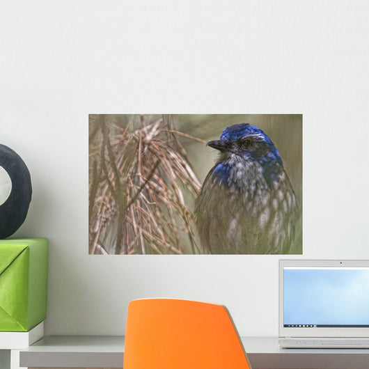 Scrub Jay Wall Mural