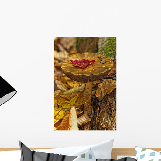 Mushroom With Leaf On It, Algonquin Provincial Park, Ontario Wall Mural